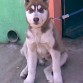 Bartolo creciendo.